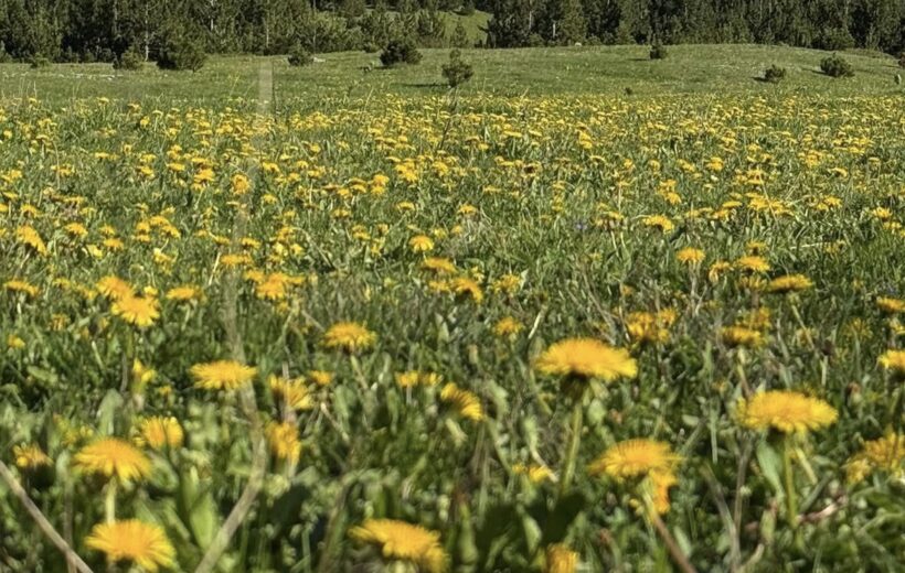 Prenj-Otiš and Zelena glava